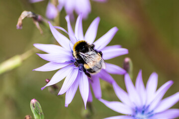 Macro shot of a bee pollinating on a purple flower