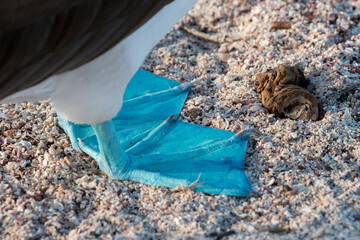 blue webbed feet of the endemic blue-footed booby, North Seymour Island, Galapagos