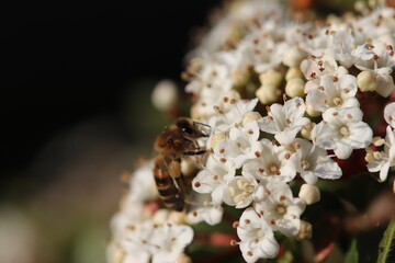 Worker bee on a flower