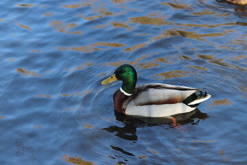 Buoyant Mallards & Mandarin Ducks