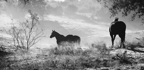 Pair of horses in Texas hill country with mist over field in rural ranch scenic morning.