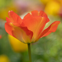Fototapeta premium Tulipes