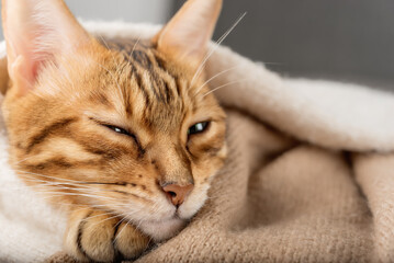 Cute Bengal cat sleeps sweetly in the room.