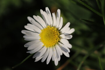 Fototapeta premium Springtime Flowers & Flora