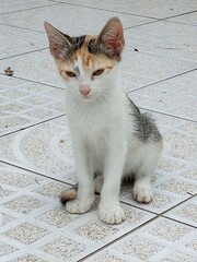 Un jeune chat assis sur le carrelage