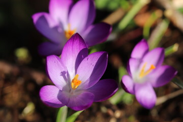 Springtime Flowers & Flora