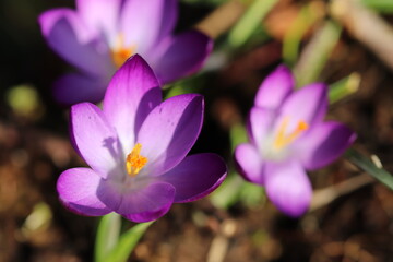 Springtime Flowers & Flora