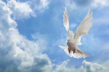 White Dove in the air with wings wide open in-front of the sky