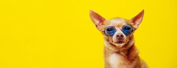 Pedigree dog Toy Terrier in sunglasses against yellow background.