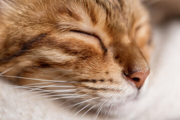 Fototapeta na wymiar Cute Bengal cat sleeps sweetly in the room.