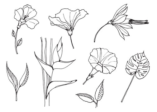Blossom Flowers and leaves. Hibiscus, Monstera,Morning glory Grandpa ott and Strelitzia doodle Hand Drawn sketch isolated on white background.