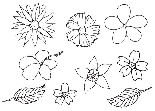 Blossom Flowers and leaves. Frangipani,Hibiscus,Sulfur Cosmos doodle Hand Drawn sketch isolated on white background.