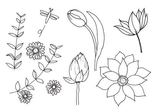 Blossom Flowers and leaves. Lotus,Tulip and Daisy doodle Hand Drawn sketch isolated on white background.