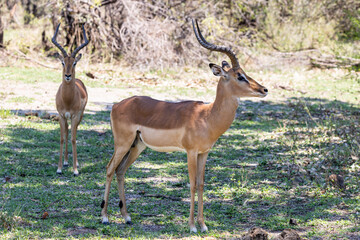 Naklejka na ściany i meble Two male impala's standing in the shade of a tree