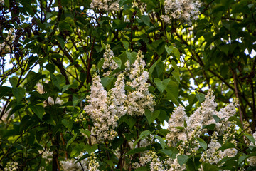 Spring lilac white flowers