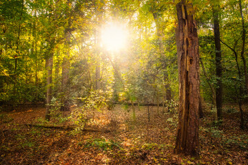 Bright sun rays in the forest in Autumn with an old tree snag