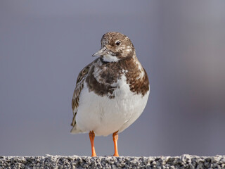 Closeup of a beautiful turnstone