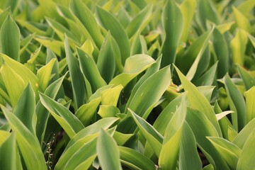 Obraz premium grass in the garden