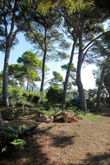 Fototapeta na wymiar Pinienwald auf Mallorca