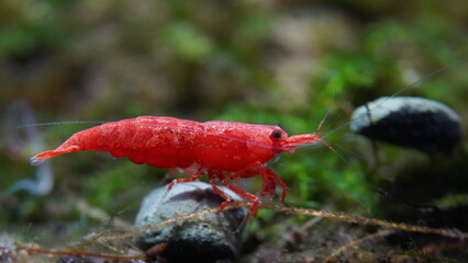 Red Neocaridina heteropoda ,Bloody Mary Shrimp	
