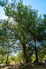Vertical photo of the pine trees with variety trunks, branches and green needles in the forest against the blue sky with the sunlight. Selective focus, abstract, wallpaper.