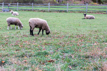 Woolly Sheep Grazing