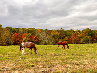 Obraz premium Horses Grazing in a Field in Autumn