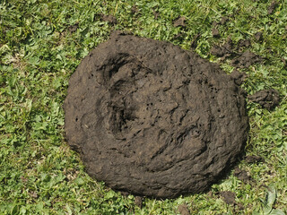 cow dung poo in a grass field