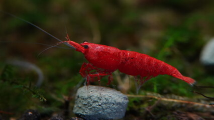 Red Neocaridina heteropoda|Bloody Mary Shrimp|烈火蝦|極火蝦