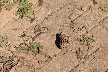 Dry Pine fruit on the floor