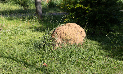 termite mound