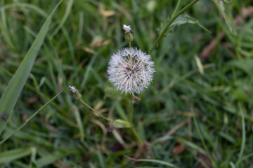 Dandelion