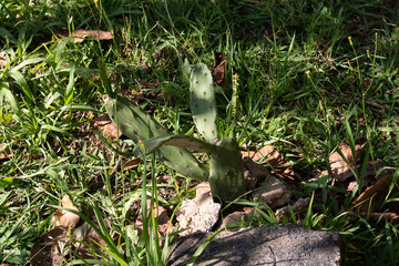 Small Cactus