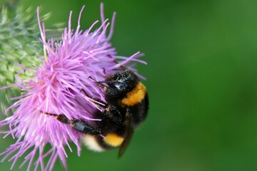 Bourdon qui butine une fleur.