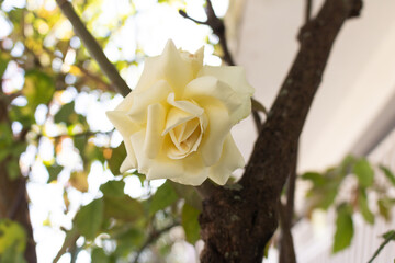 Beautiful single White Flower