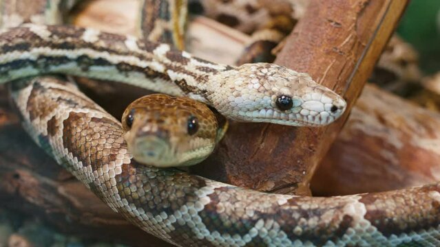 Two large snakes coloration brown with pattern of staggered rhombic spots crawl along lying dry tree, stick out tongue. Cuban boa moving in serpentarium. Chilabothrus angulifer in natural habitat