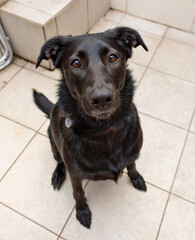 Black Dog sitting 