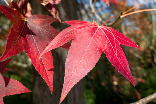 Vermelho e laranja, as cores do outono pintadas nas folhas da &aacute;rvore