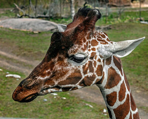Giraffe`s head. The tallest living terrestrial animal and the largest ruminant. Latin name - Giraffa camelopardalis
