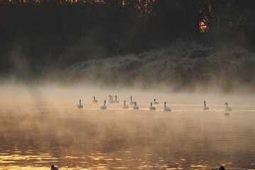 川霧に浮かぶ白鳥の群れ