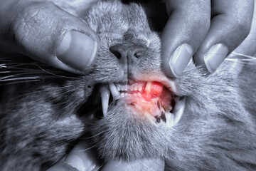 Cat with swollen an inflamed gums. Resorption of teeth in felines and gingivitis concept. Painful mouth and dental erosion. Cat with broken canine. Example of odontoclasts. Cat with no teeth.