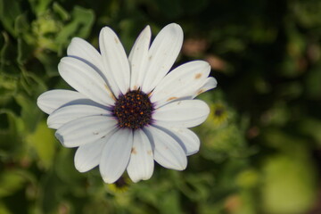 Obraz premium Blüte