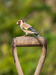 Goldfinch Perched  on a Garden Fork