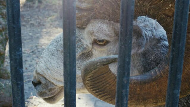 Altai argali or Ovis ammon ammon is behind fence. Head of largest sheep in world with heaviest round horns in zoo. Muzzle of cloven-hoofed mammal looks, smells, listens. Side view
