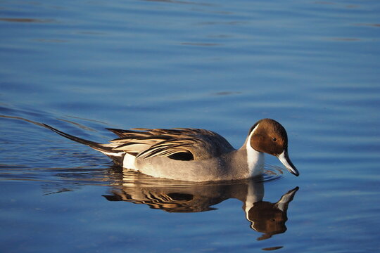 オナガガモのオス, Northern Pintail, Male