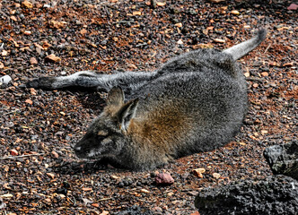 Bennett`s wallaby on the ground. Latin name - Macropus rufogriseus  © Mikhail Blajenov