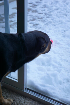 Dog Looking Out Window Dog On The Balcony Covered In Snow Playing Outside In The Winter Cold Snow Pile Eating Snow Hiding Bones Outside Cold Puppy Playing Playful Adopted Dog Big Black Dog Outdoors Fu