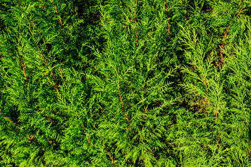 a bush branch background. a green branch texture. close up of tree branches