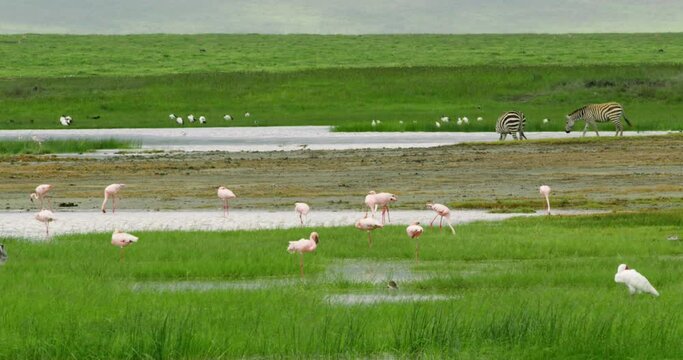 Zebras drinking water from small lake and birds and flamingos around.
