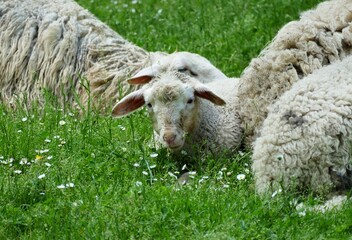 Cute little sheep laying on the grass